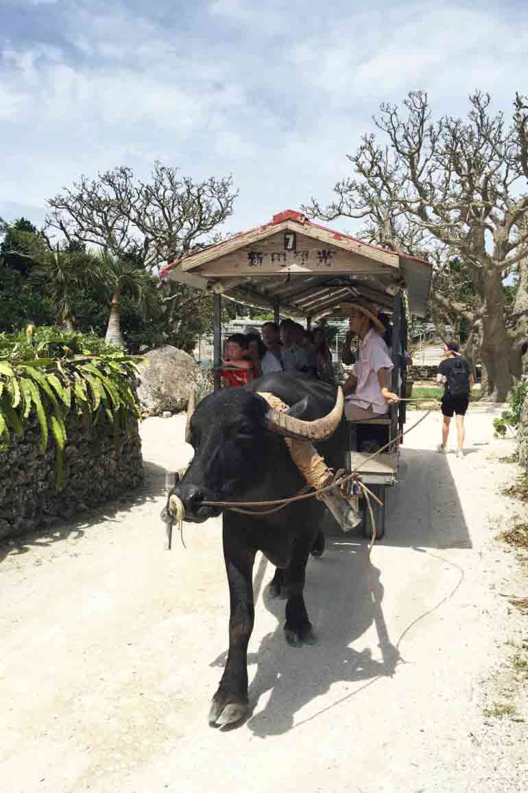 Ox bus at Taketomi Okinawa Japan