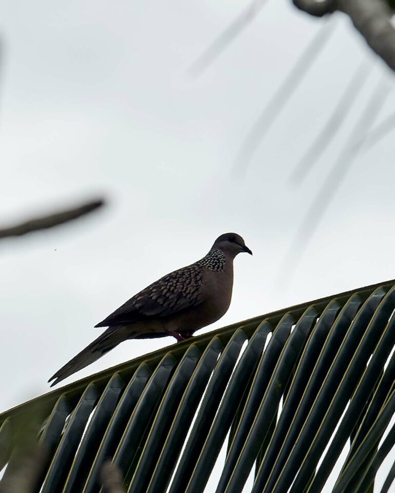 The retreat, Sri Lanka