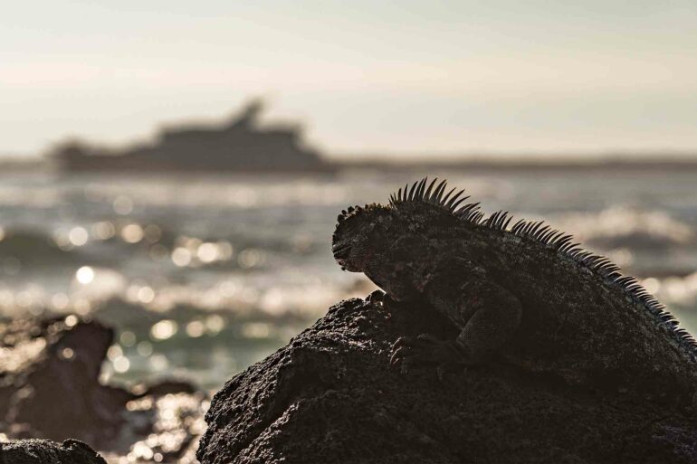 Iguana in the Galápagos Islands, Ecuador