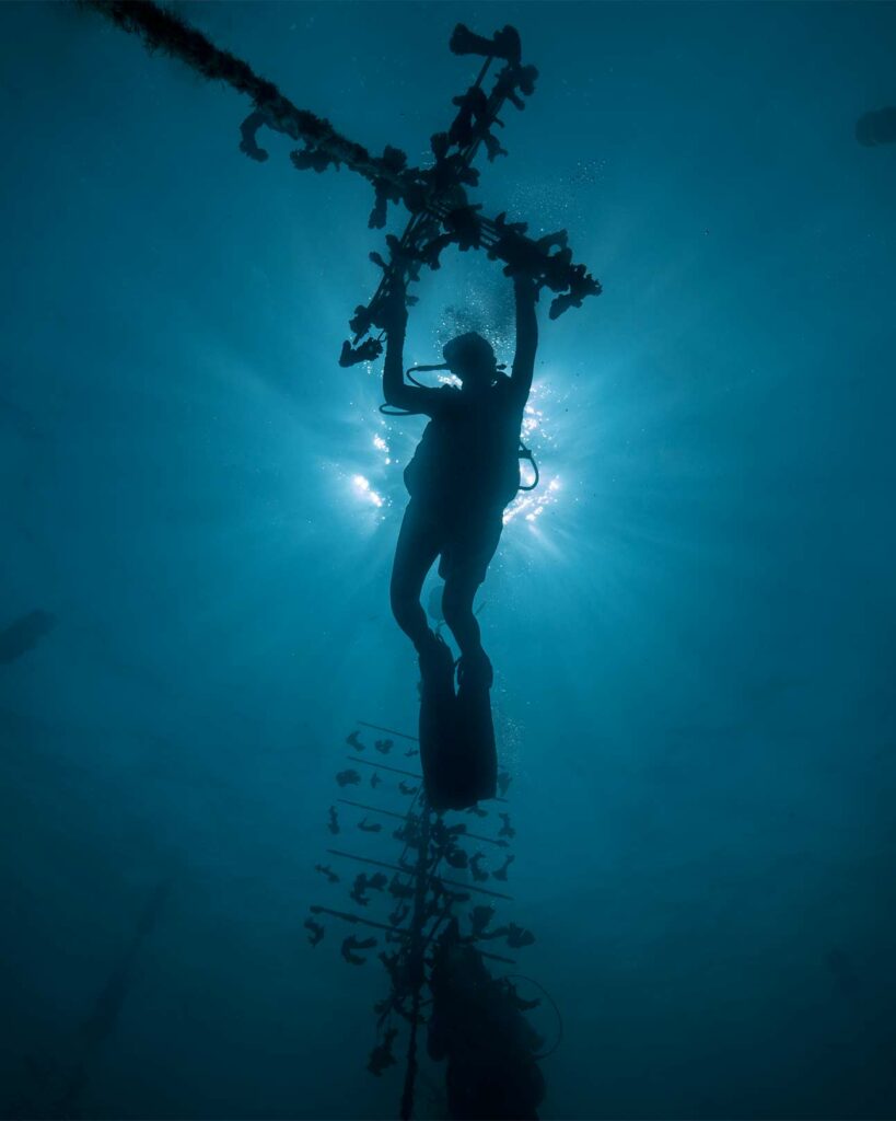 Coral restoration, Florida Keys, USA