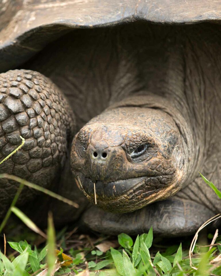 Tortoise in the Galápagos Islands, Ecuador