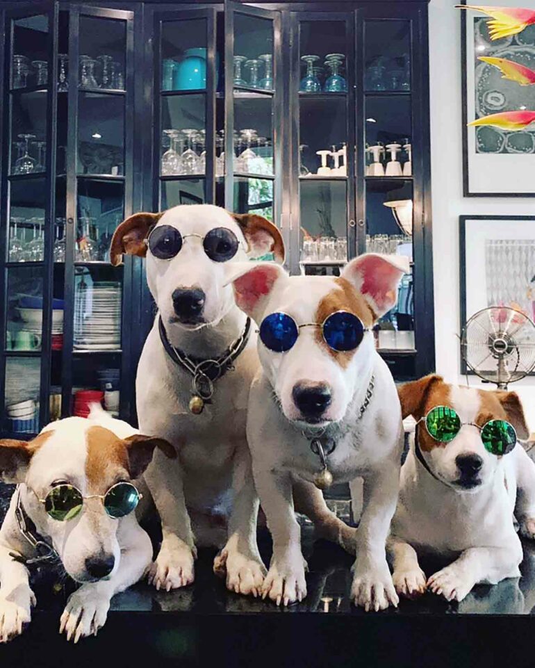 Bill Bensley dogs, Bangkok, Thailand