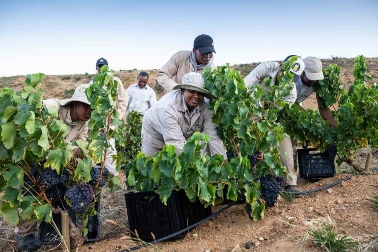 Harvesting grapes in Paarl and Franschhoek, South Africa