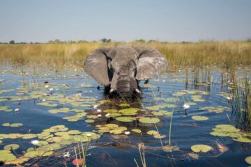 Elephants sighting, Belmond Safaris, Botswana, Africa