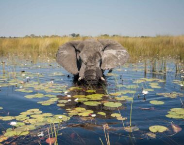 Elephants sighting, Belmond Safaris, Botswana, Africa