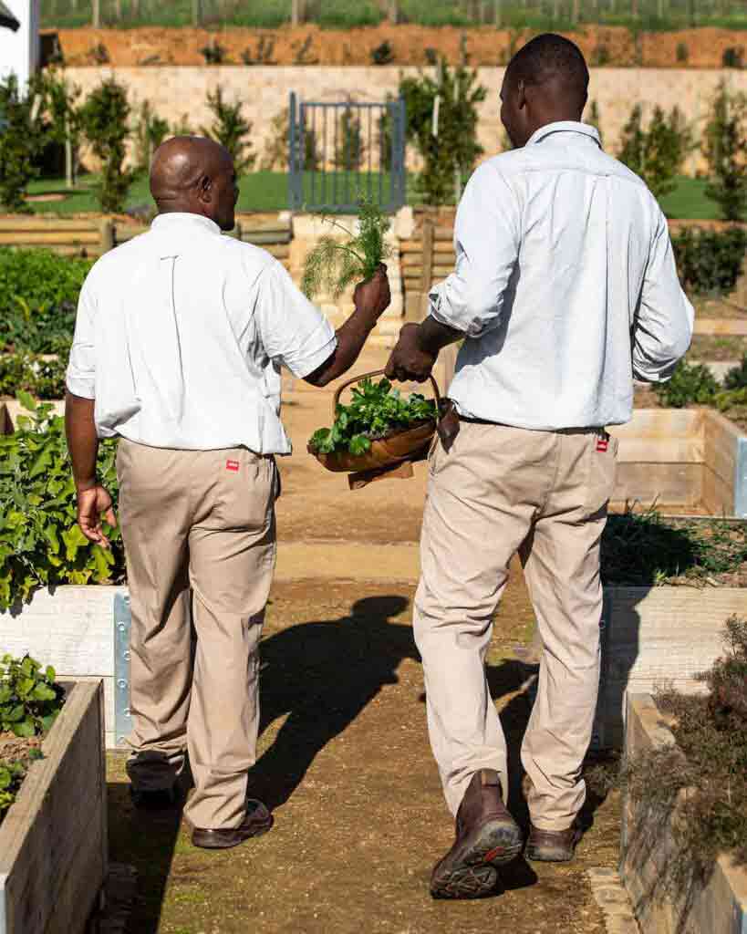 Harvest at Brookdale Estate, Paarl, South Africa