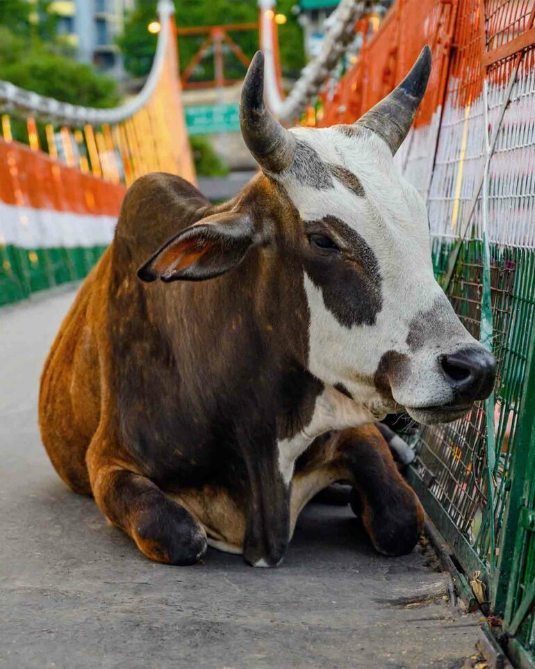 Bull in Rishikesh, India
