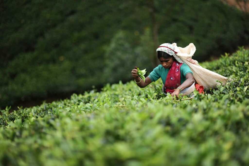 Tea harvest, Resplendent Ceylon, Sri Lanka