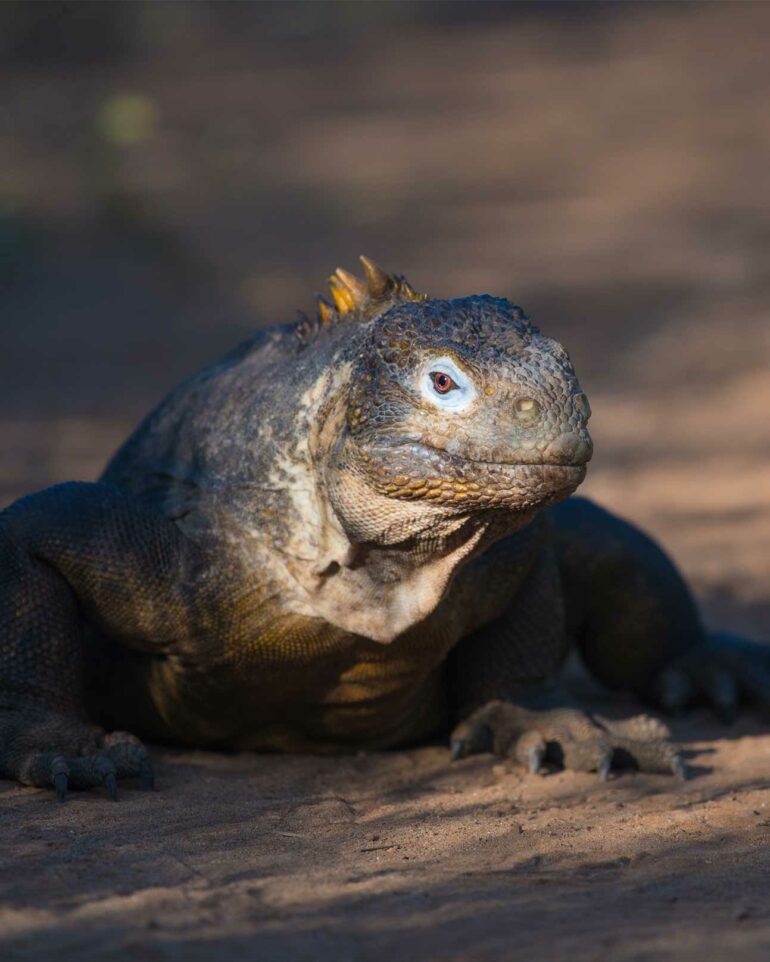 Iguana in the Galápagos Islands, Ecuador