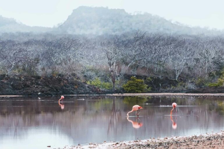 Flamingos in the Galápagos Islands, Ecuador