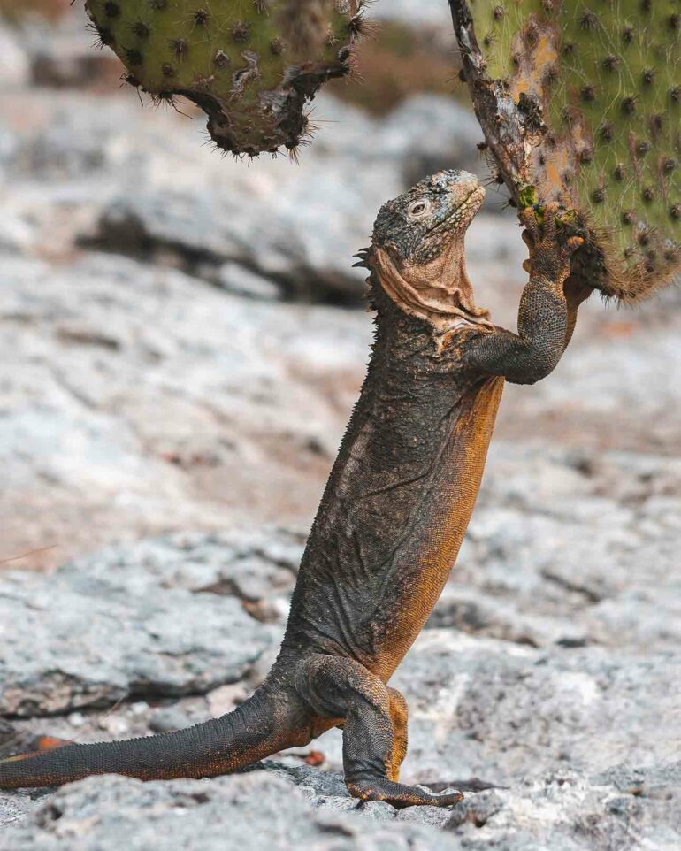 Iguana in the Galápagos Islands, Ecuador