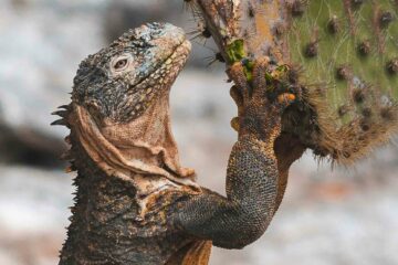 Land iguana and cactus in the Galápagos Islands, Ecuador