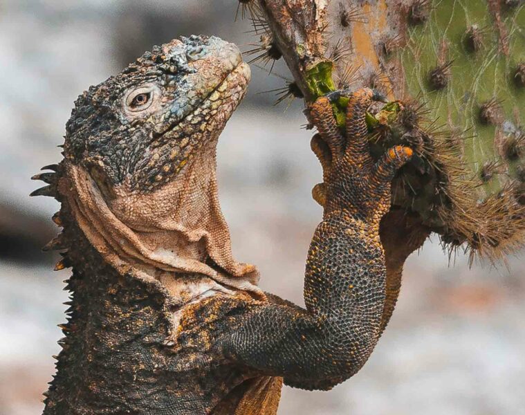 Land iguana and cactus in the Galápagos Islands, Ecuador