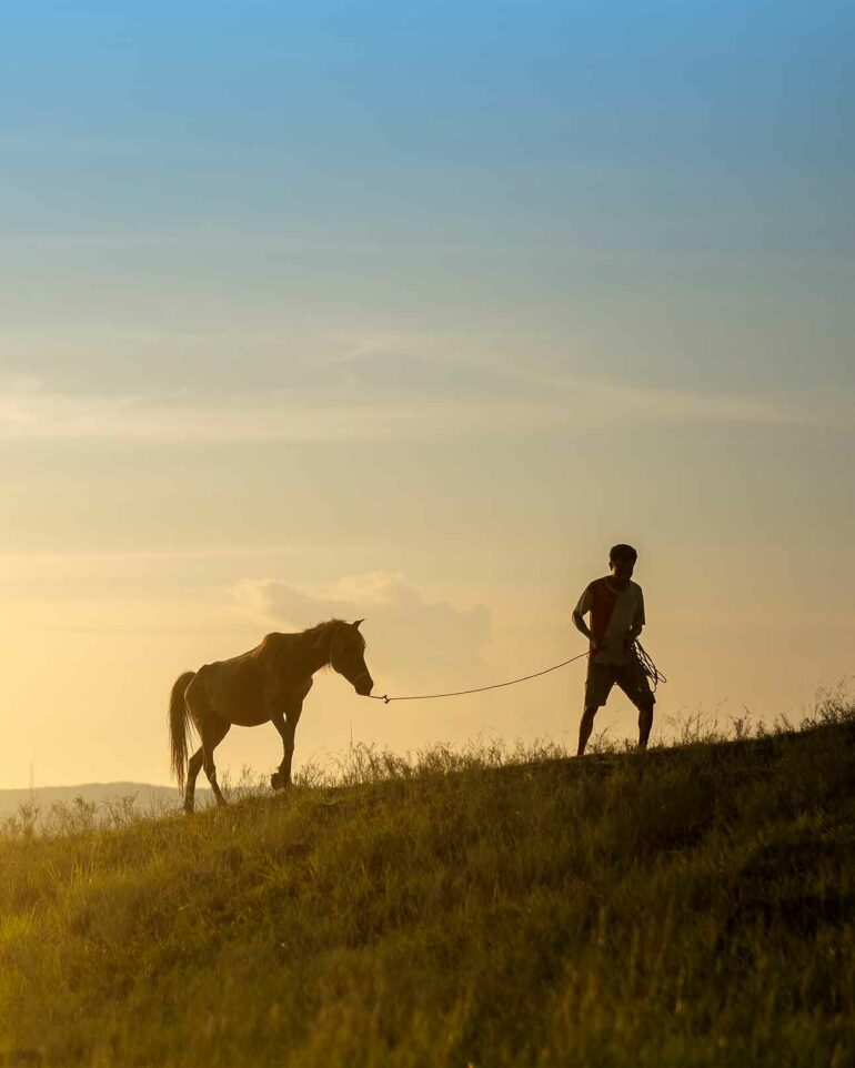 A horse outside Lelewatu Resort, Sumba, Indonesia