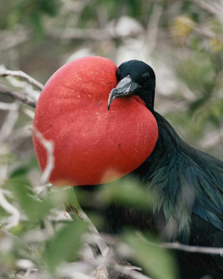 Frigate bird in the Galápagos Islands, Ecuador