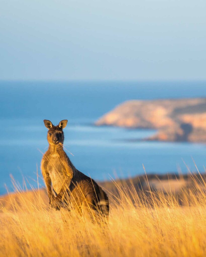 Kangaroo Island, South Australia