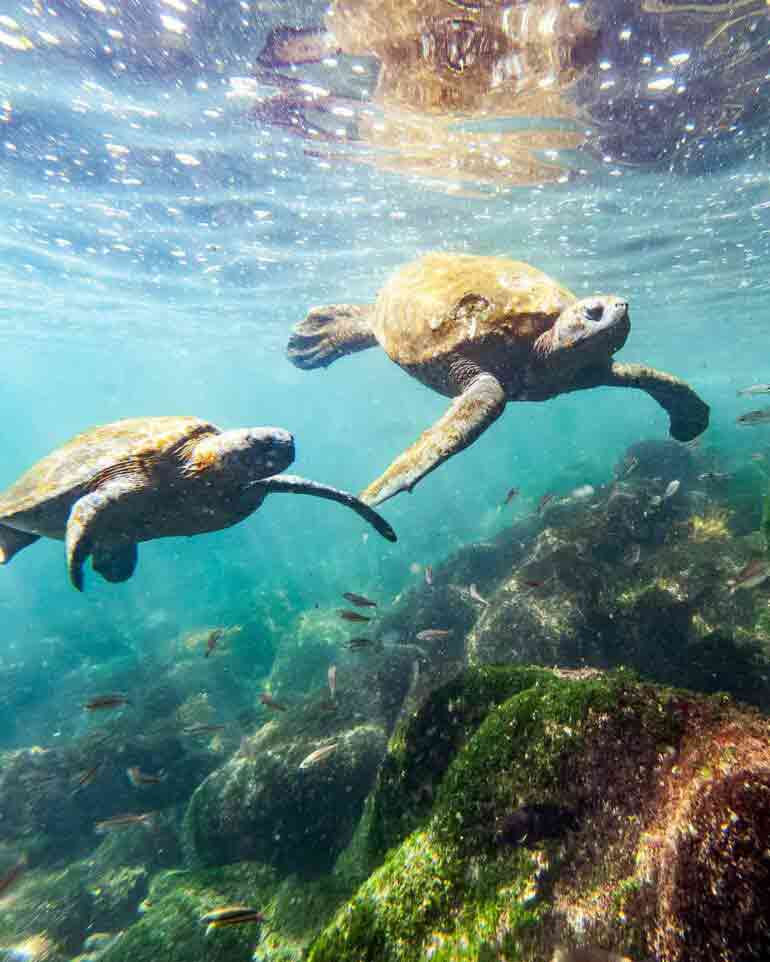 Tortoises in the Galápagos Islands, Ecuador