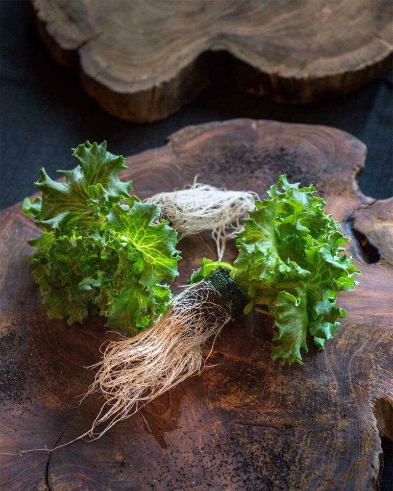 Fresh ingredients at Torfhús Retreat, Selfoss, Iceland