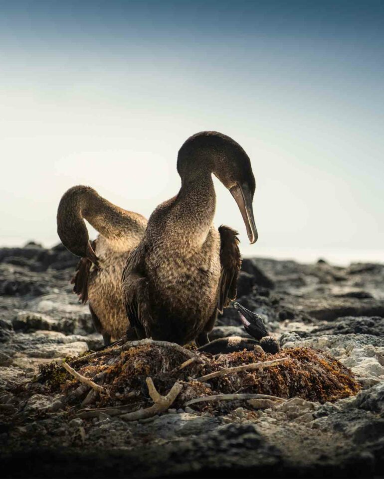 Birds nesting in the Galápagos Islands, Ecuador