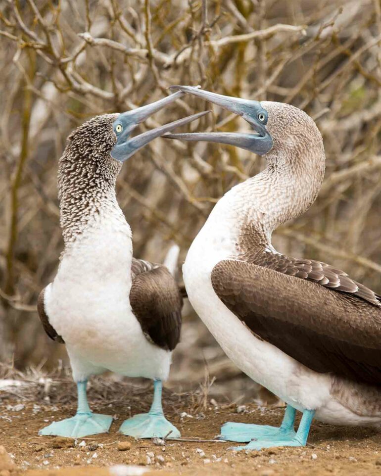 Birds in the Galápagos Islands, Ecuador
