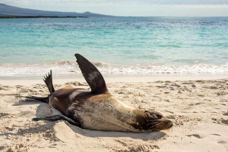 Sealion on a beach in the Galápagos Islands, Ecuador