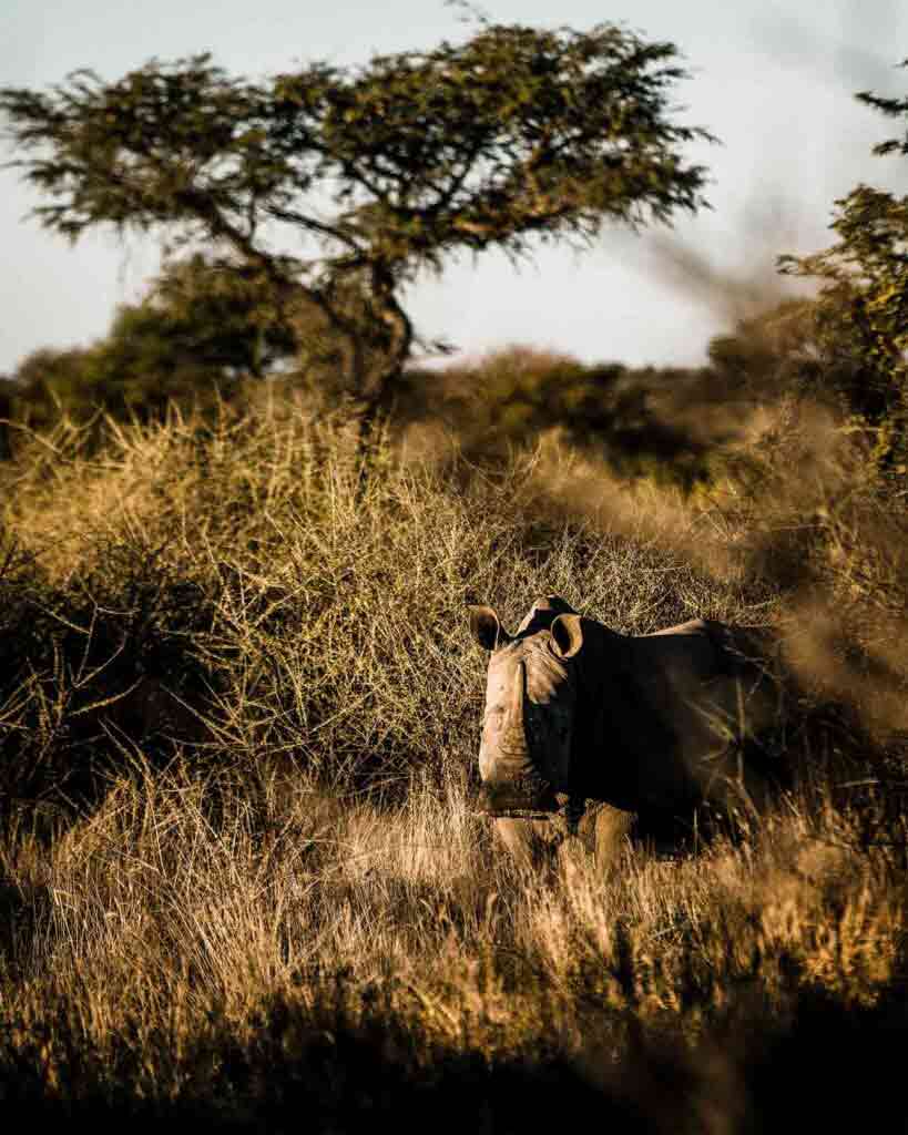 Rhino in the savannah, Zannier Reserve, Namibia