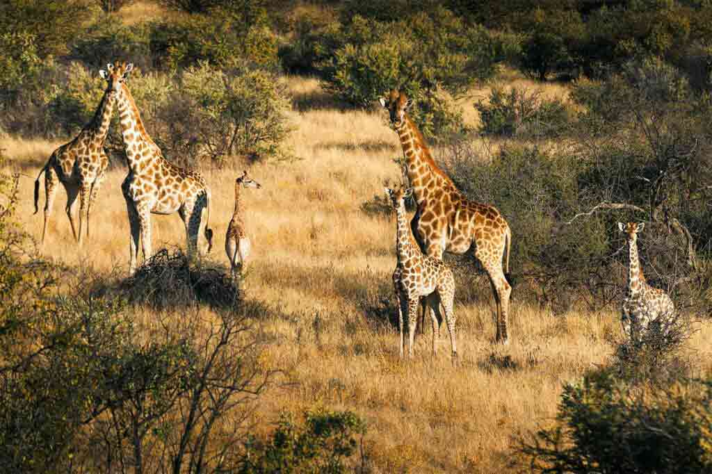 Giraffes in the savannah, Zannier Reserve, Namibia