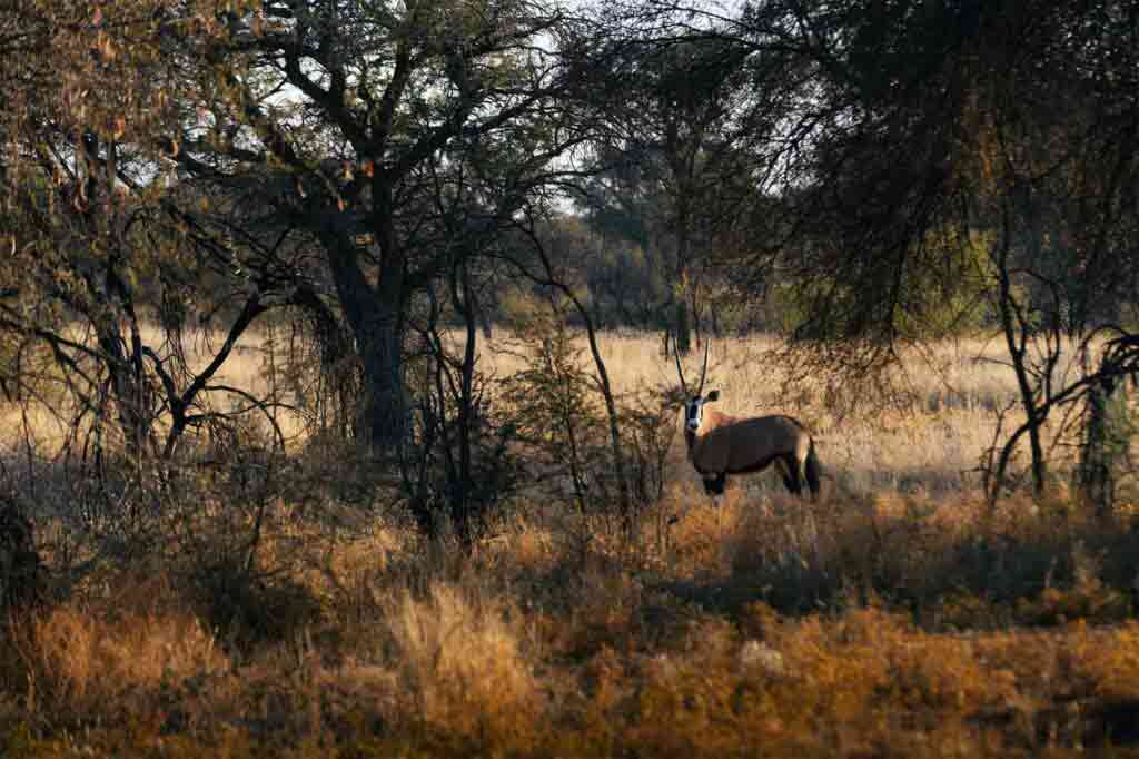 Wildlife in the savannah, Zannier Reserve, Namibia