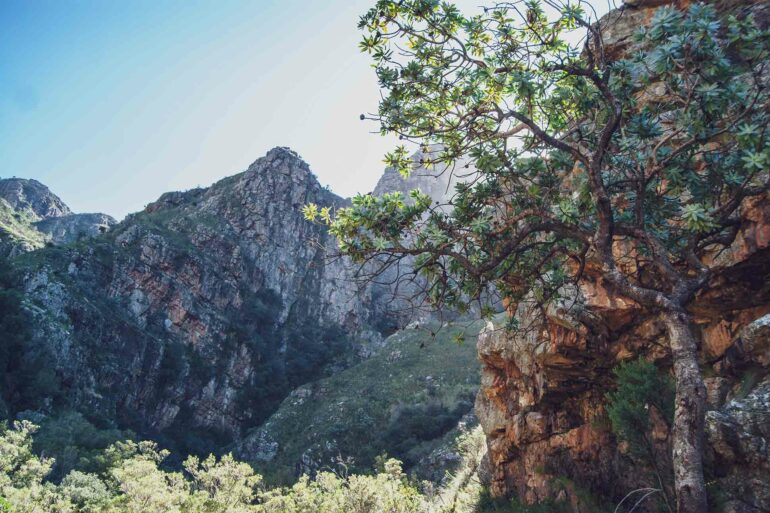 Landscape in Paarl and Franschhoek, South Africa