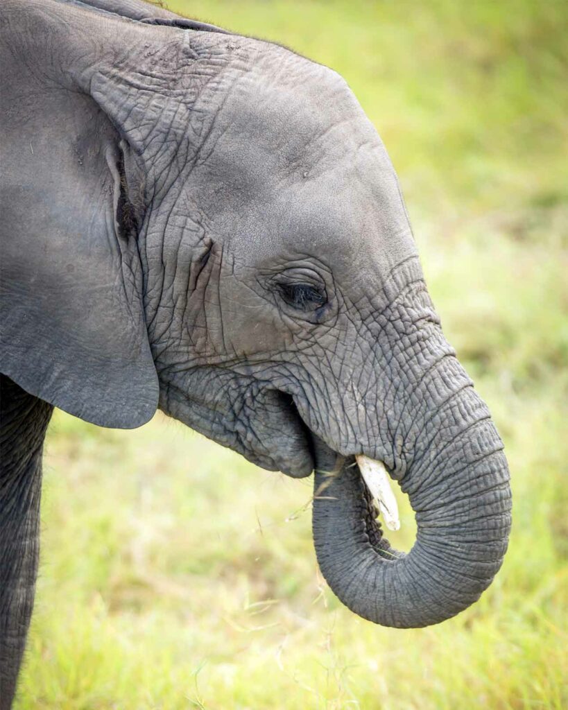 A sight during the Private Jet Wildlife Safari: a young elephant feeding in Kenya, Africa