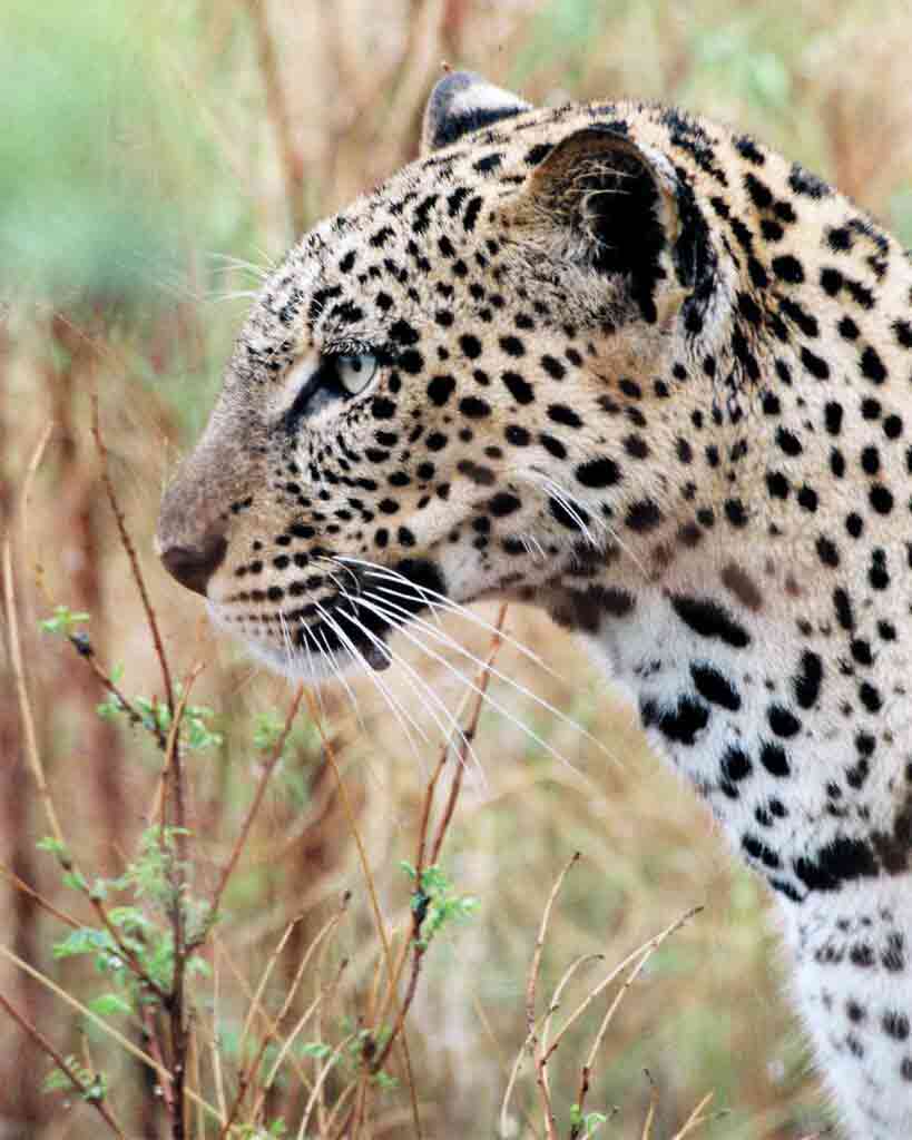 A leopard in Kenya up-close