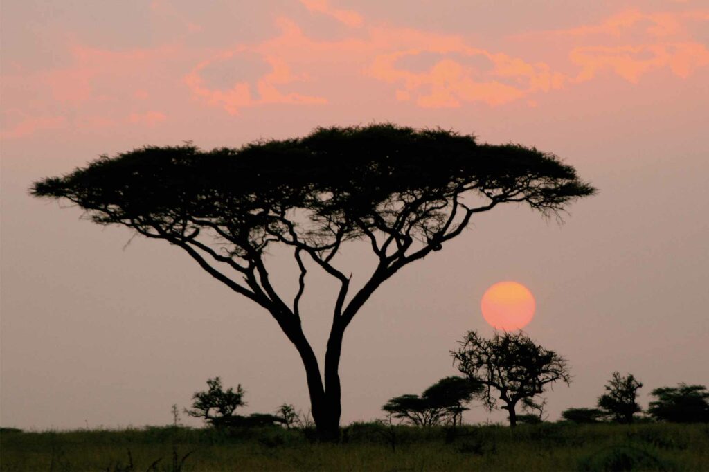 The sun sets over the savannah, Kenya, Africa