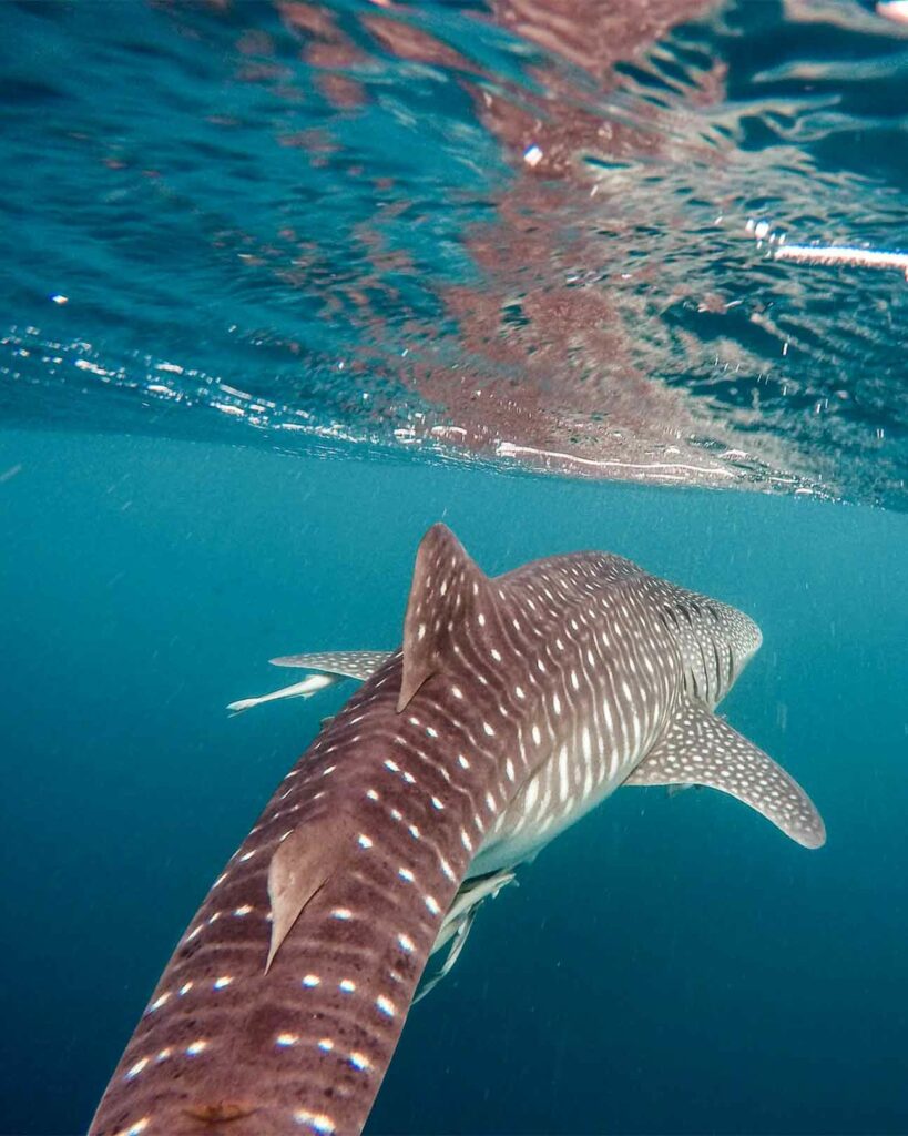 A whale shark swims just underneath the surface of the water in Cebu, The Philippines