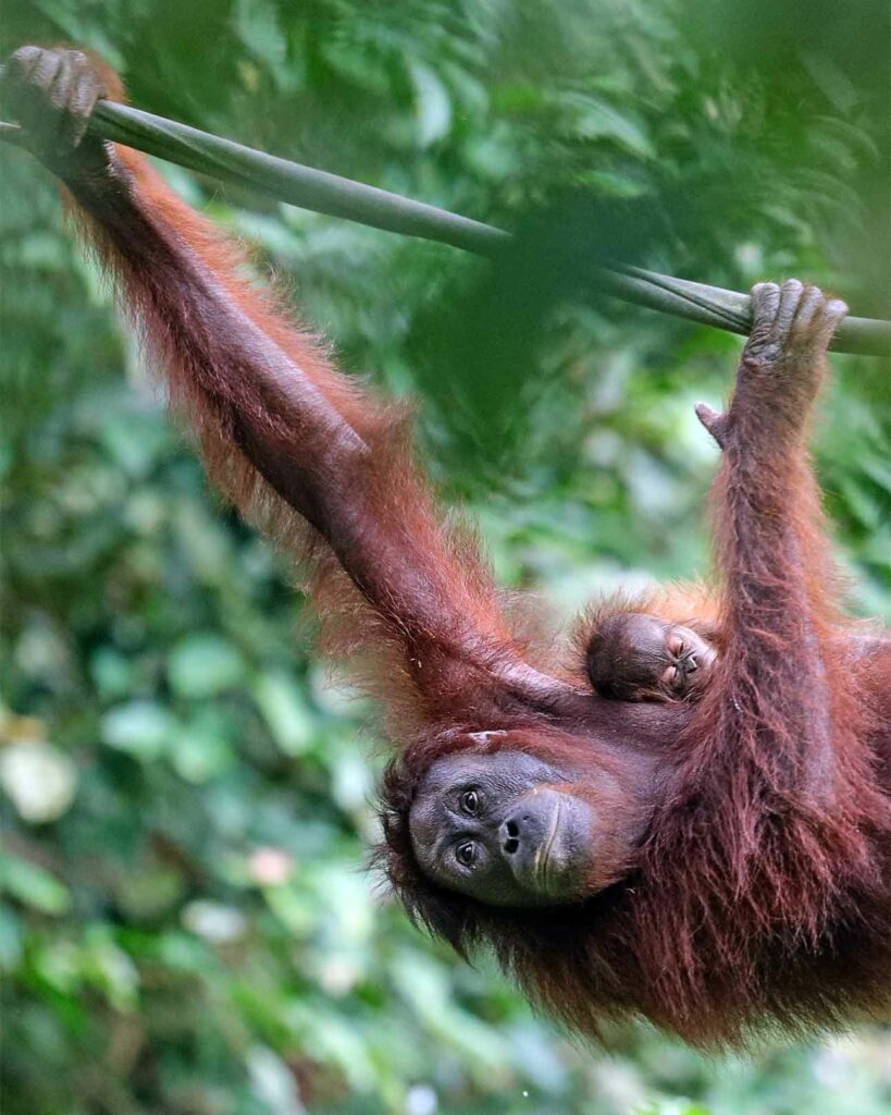 A orangutan in the Borneon jungle outside Sandakan, Sabah state, Malaysia