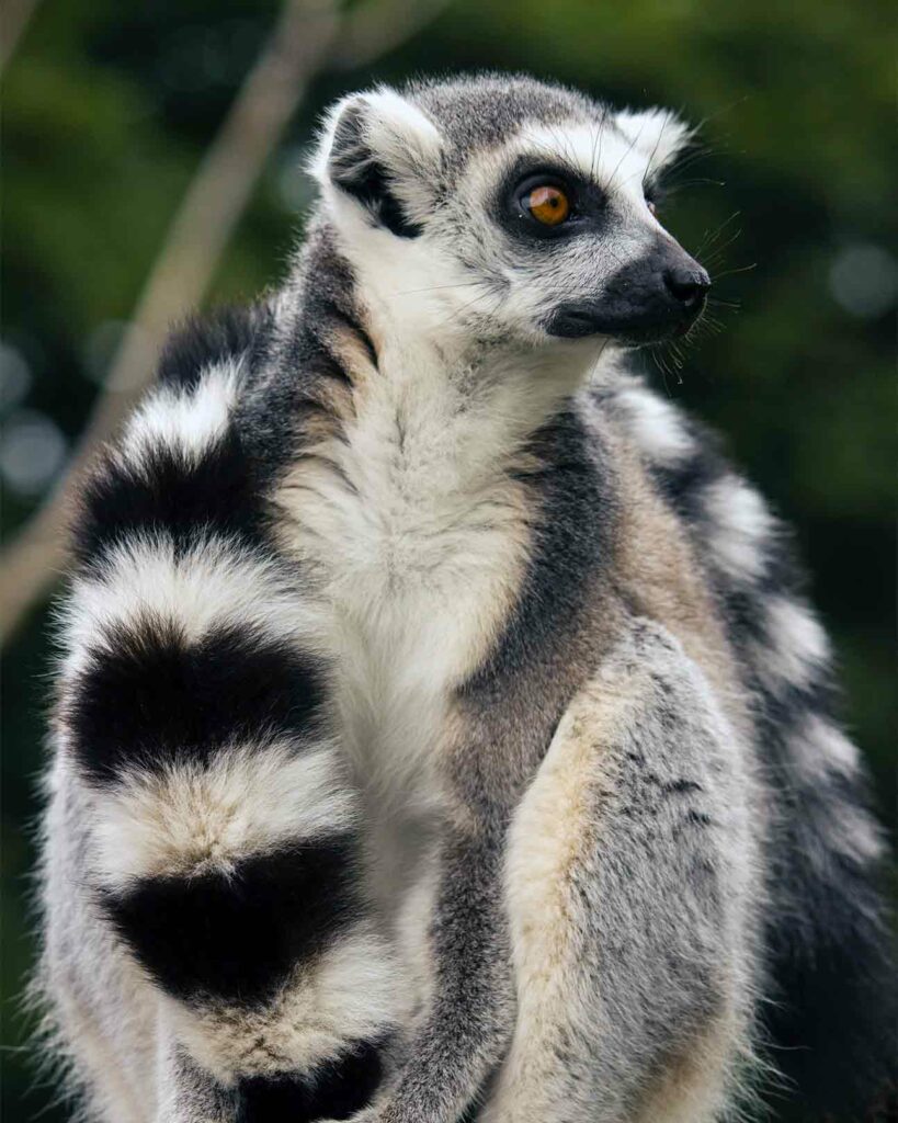 A sight during the Private Jet Wildlife Safari: a ring-tailed lemur holds its own tail in Madagascar, Africa