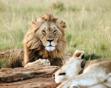 Lions in Kenya, a stop during the Abercrombie and Kent Private Jet Wildlife Safari
