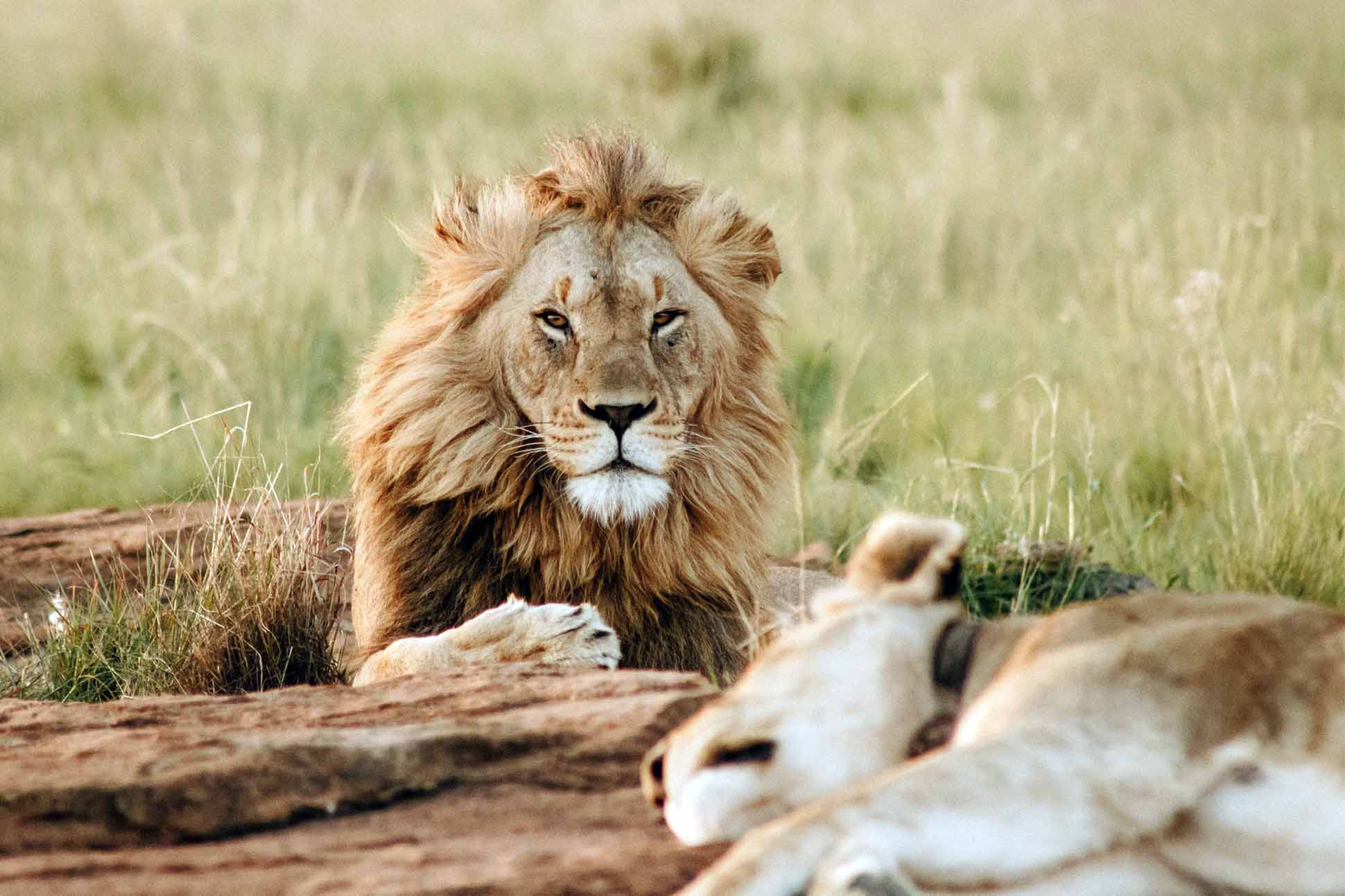 Lions in Kenya, a stop during the Abercrombie and Kent Private Jet Wildlife Safari