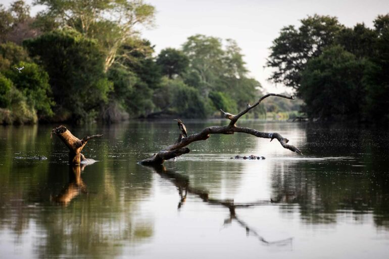 Wildlife near Singita Lebombo Lodge, Kruger, South Africa