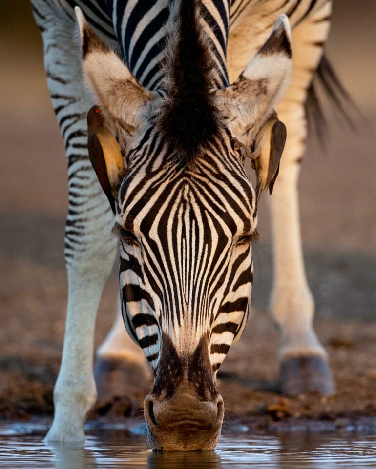 Zebra near Singita Lebombo Lodge, Kruger, South Africa