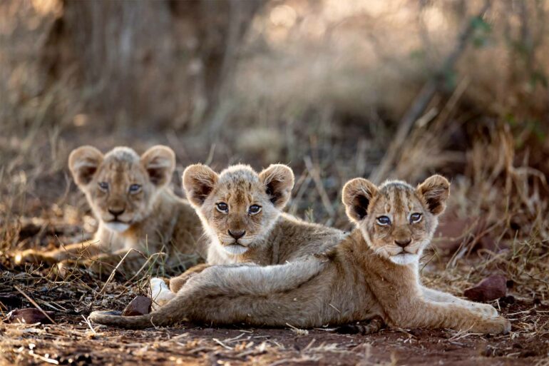 Lion cubs near Singita Lebombo Lodge, Kruger, South Africa