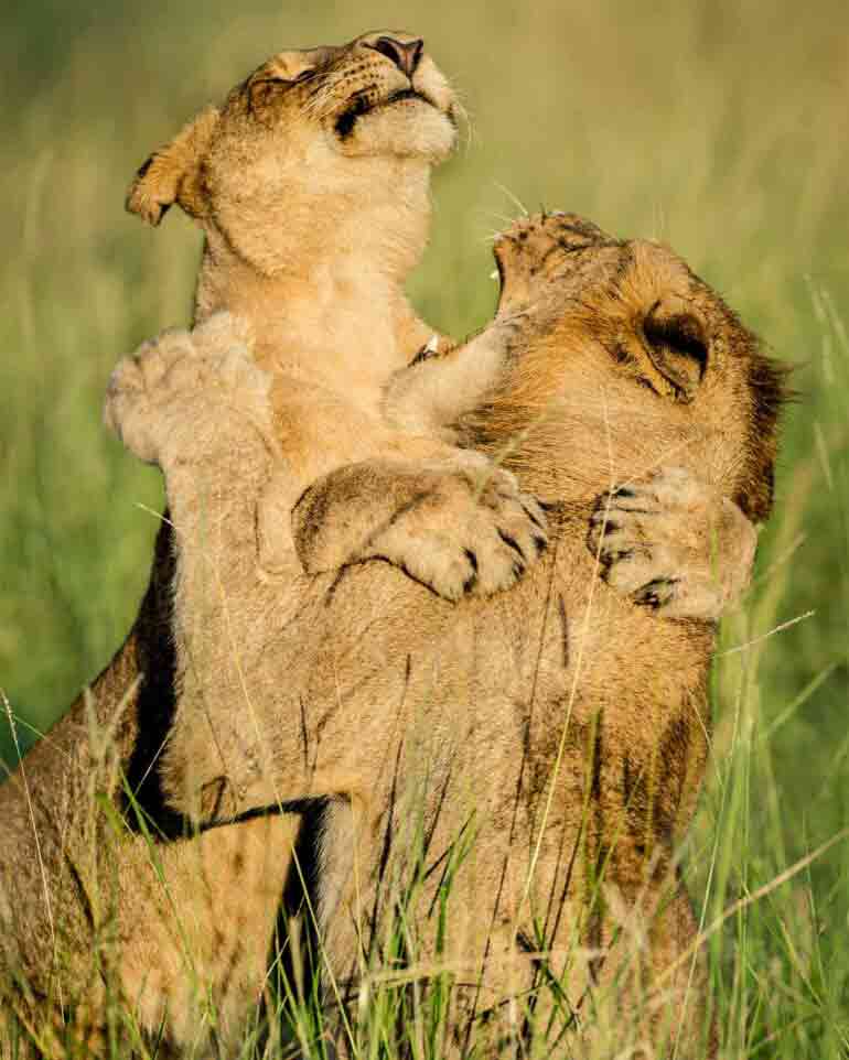 Wildlife near Singita Lebombo Lodge, Kruger, South Africa