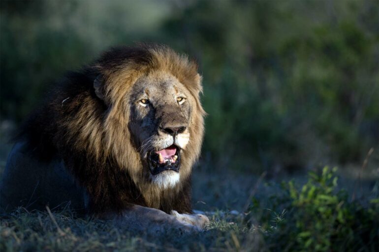 Lion near Singita Lebombo Lodge, Kruger, South Africa