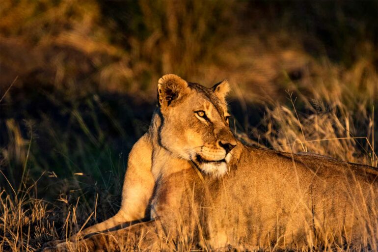 Lioness near Singita Lebombo Lodge, Kruger, South Africa