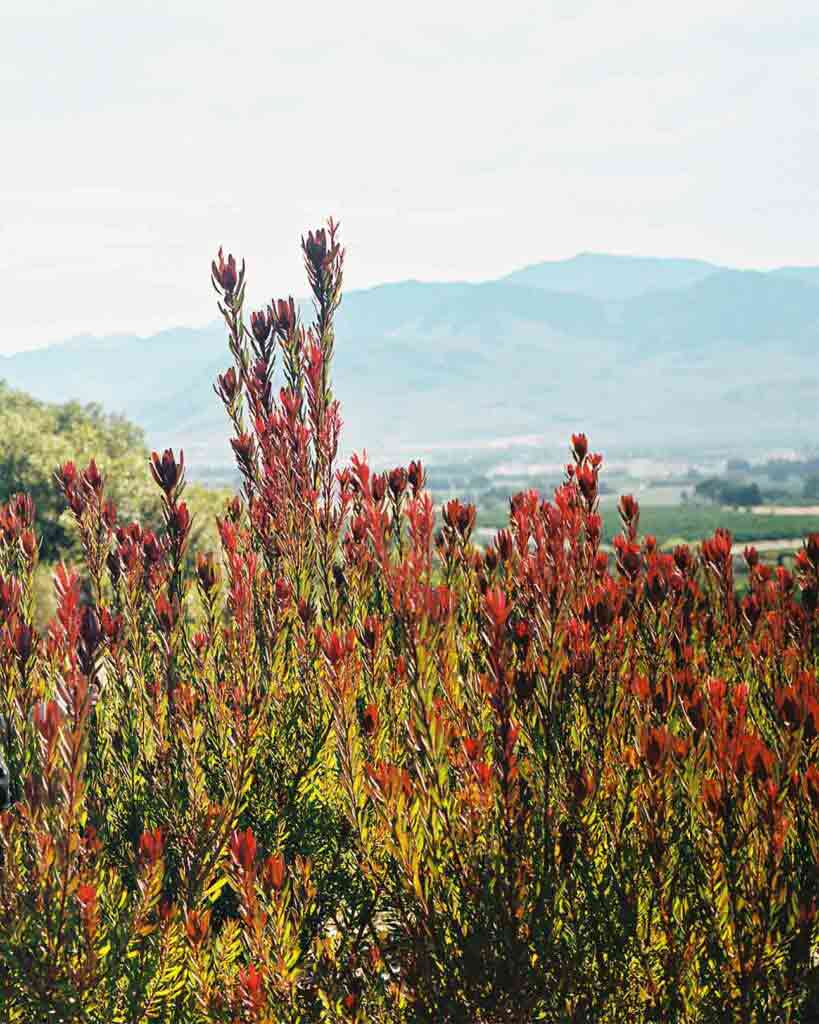 Fynbos landscape in South Africa