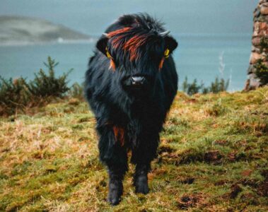 Skye Scottish Island Scotland cow