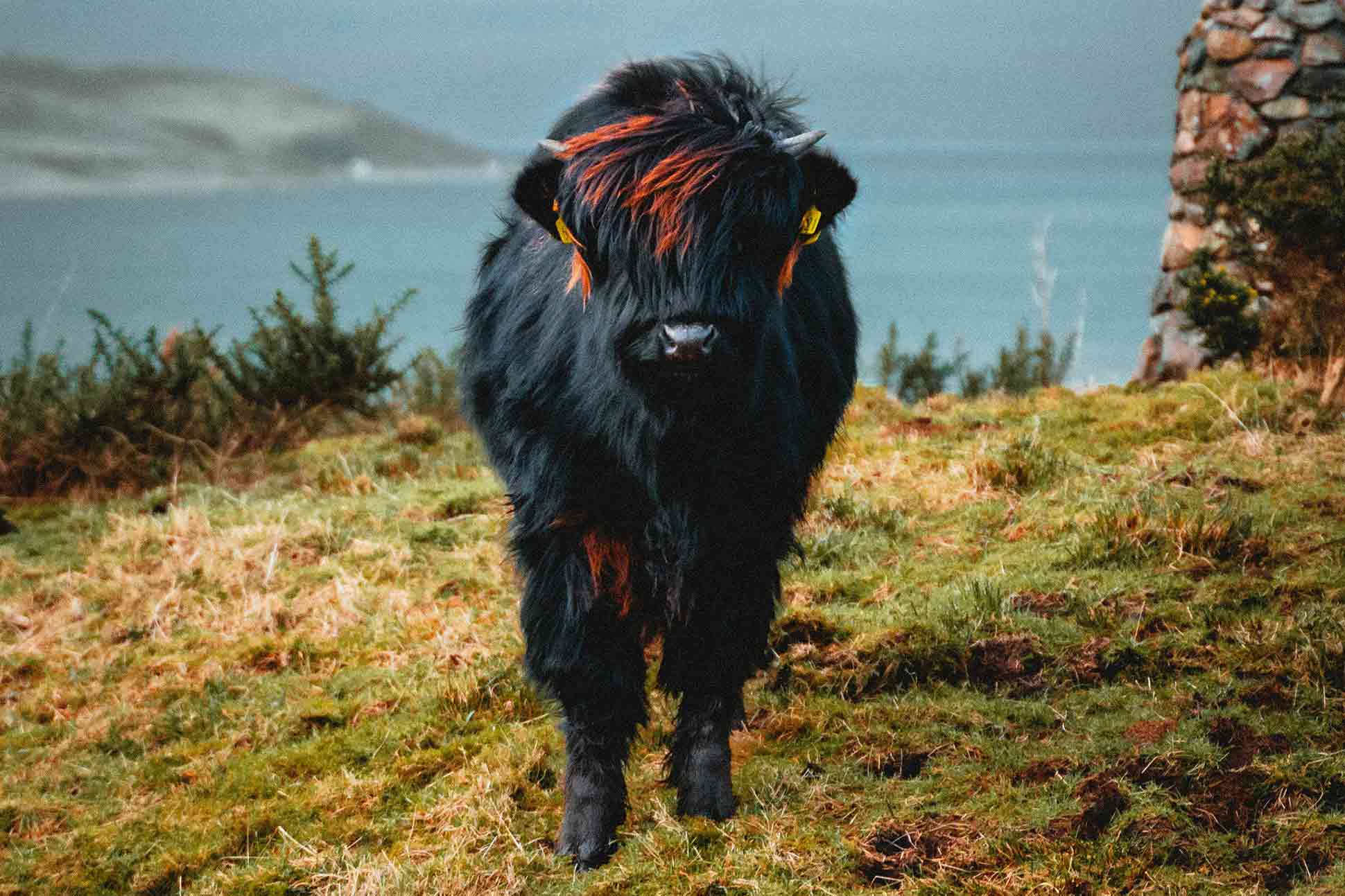 Skye Scottish Island Scotland cow