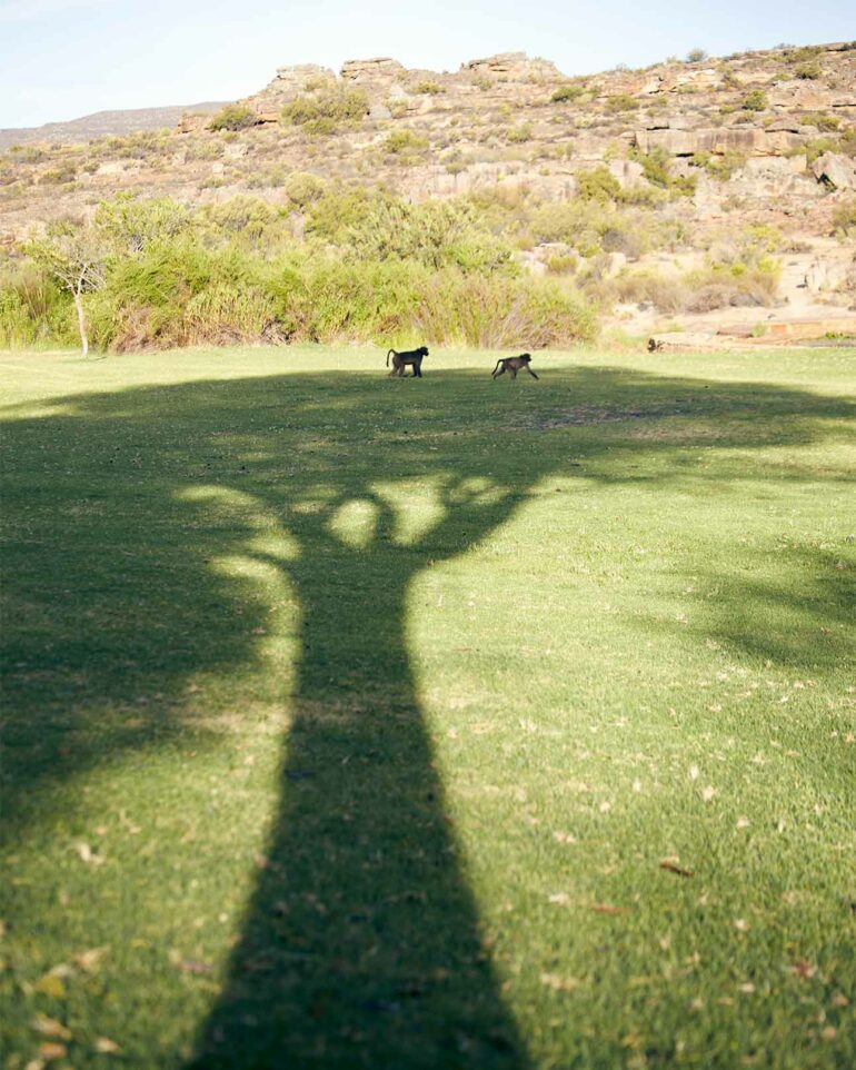Monkeys in the wild, near Bushmans Kloof, Western Cape, South Africa