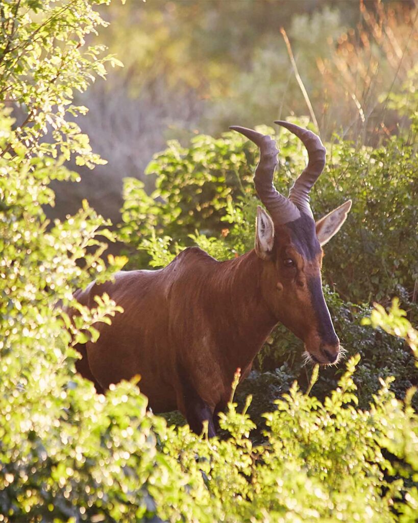 Wildlife sightings near Bushmans Kloof, Western Cape, South Africa