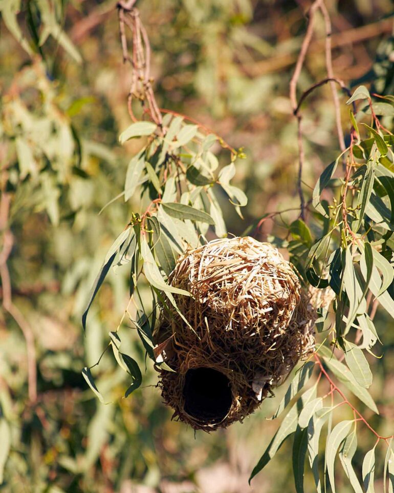 Nest in a tree, Western Cape, South Africa