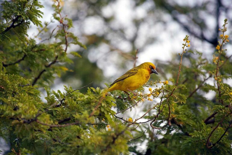 Bird watching at Bushmans Kloof, Western Cape, South Africa